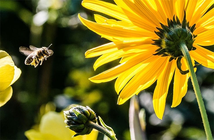 Adhésion-Site-Marketing-Buzz | MemberPress
